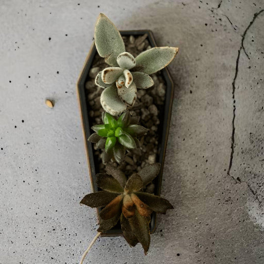 Coffin Pot With Succulents