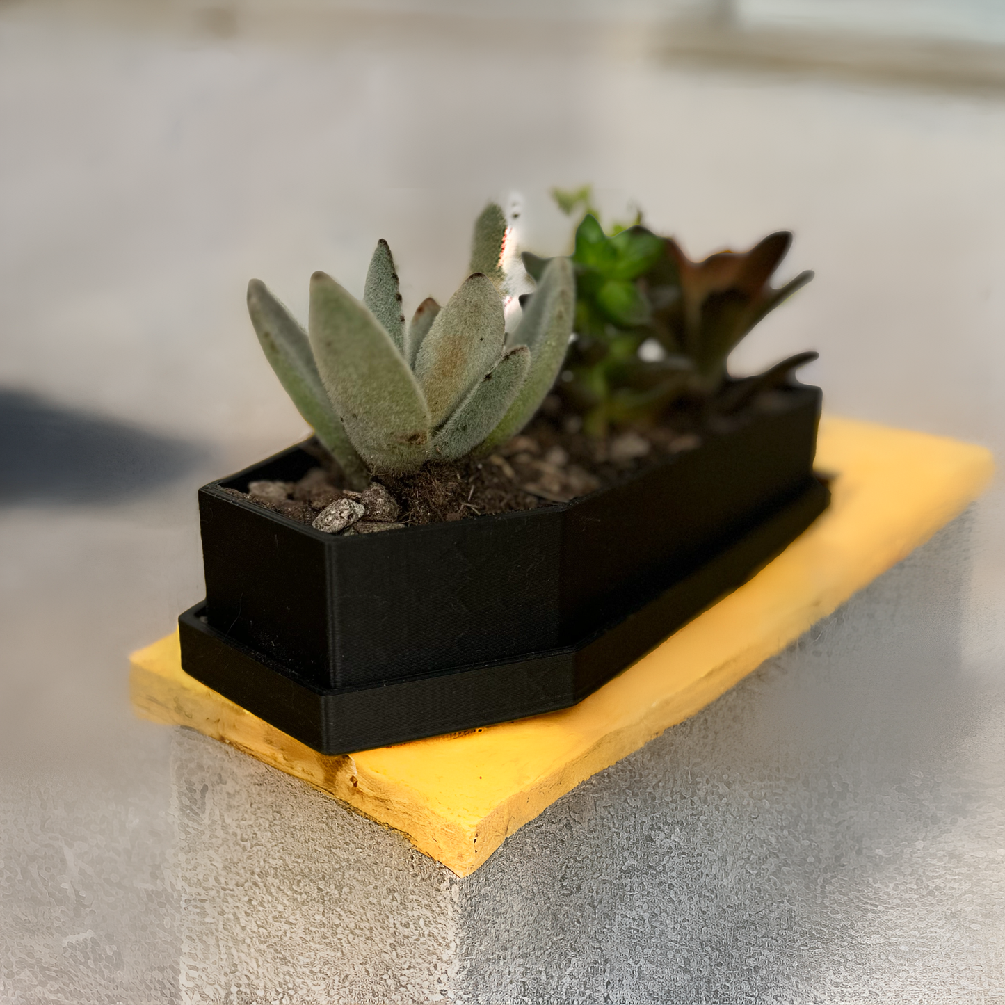 Coffin Succulent