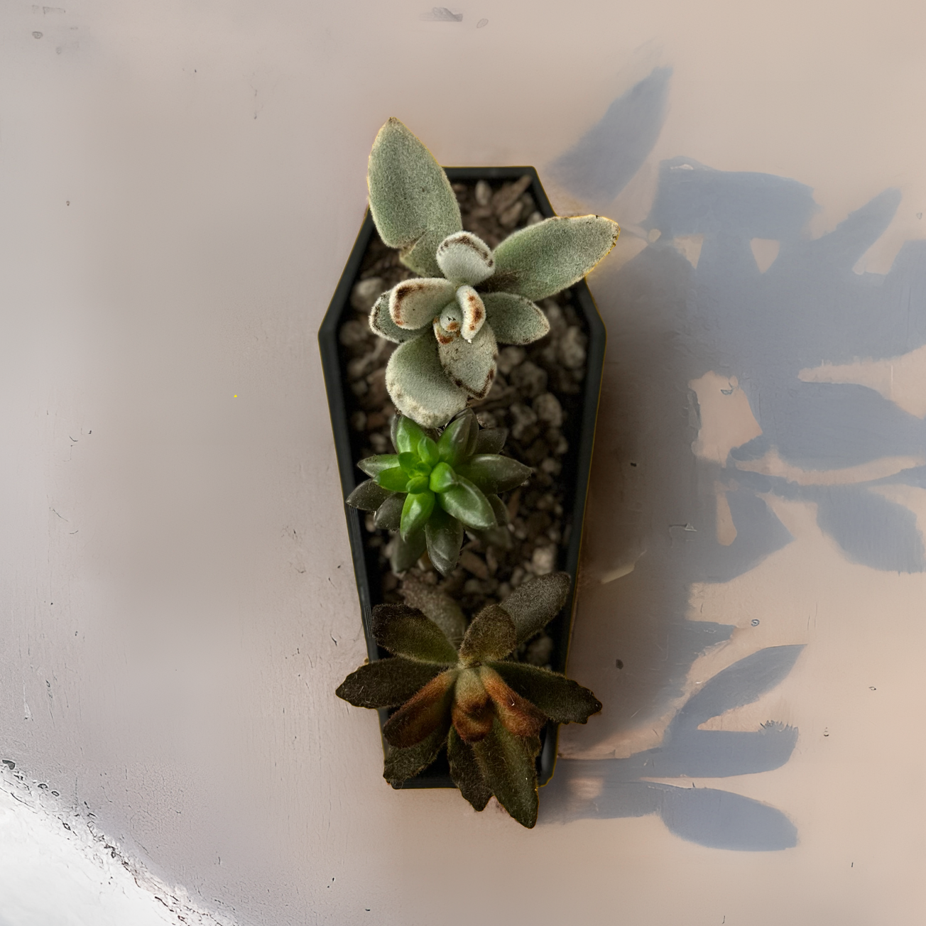 Coffin Succulent