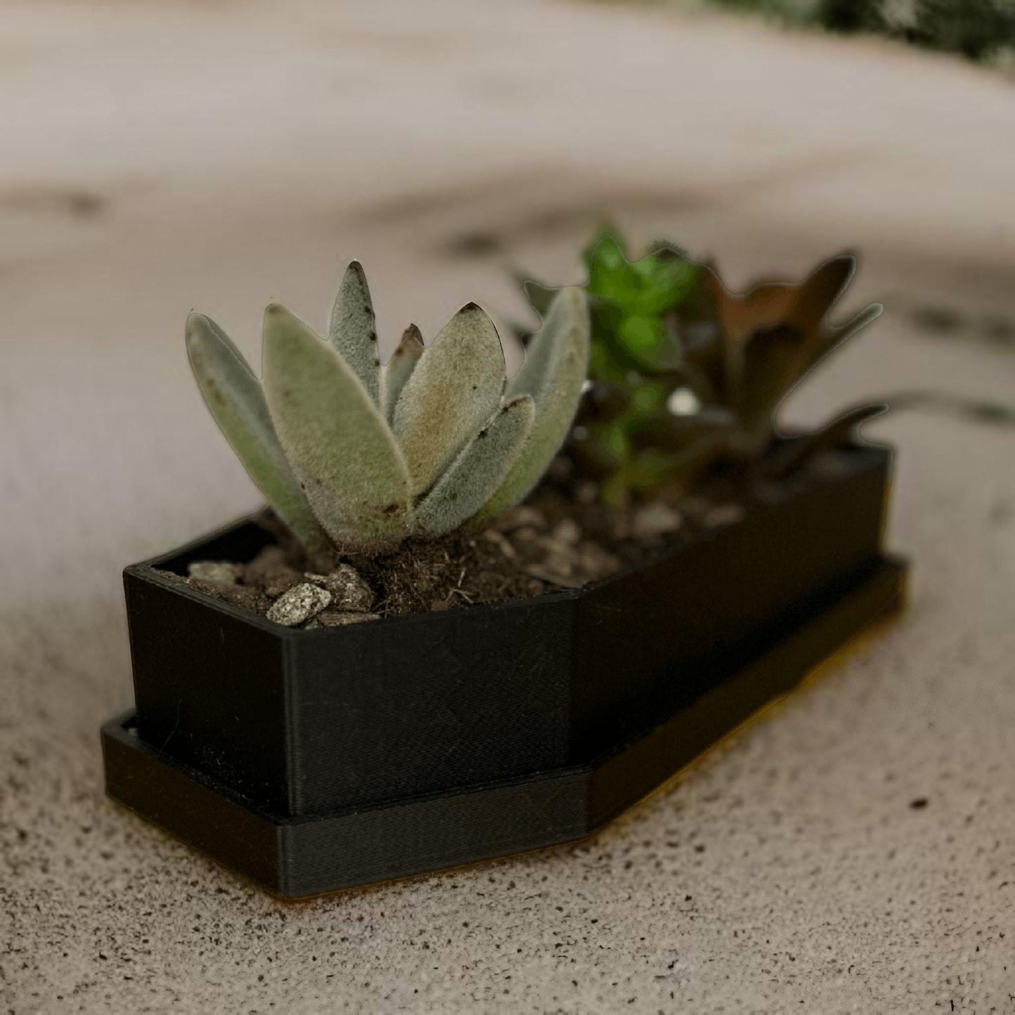 Coffin Succulent